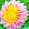 thumbnail image 1 of Dahlia, Low Maintenance - Easy Grow - Ideal for Beds Borders, Plant Pots & Planters, 1 of 2