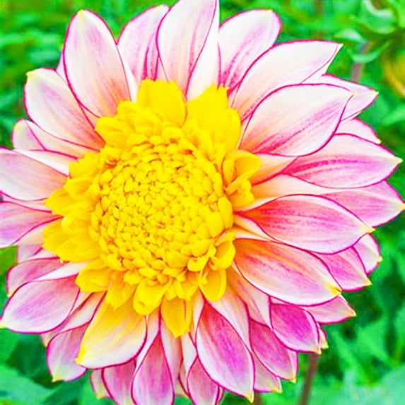Dahlia, Low Maintenance - Easy Grow - Ideal for Beds Borders, Plant Pots & Planters