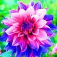 thumbnail image 1 of Dahlia, Low Maintenance - Easy Grow - Ideal for Beds Borders, Plant Pots & Planters, 1 of 2