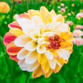 thumbnail image 1 of Dahlia, Low Maintenance - Easy Grow - Ideal for Beds Borders, Plant Pots & Planters, 1 of 2