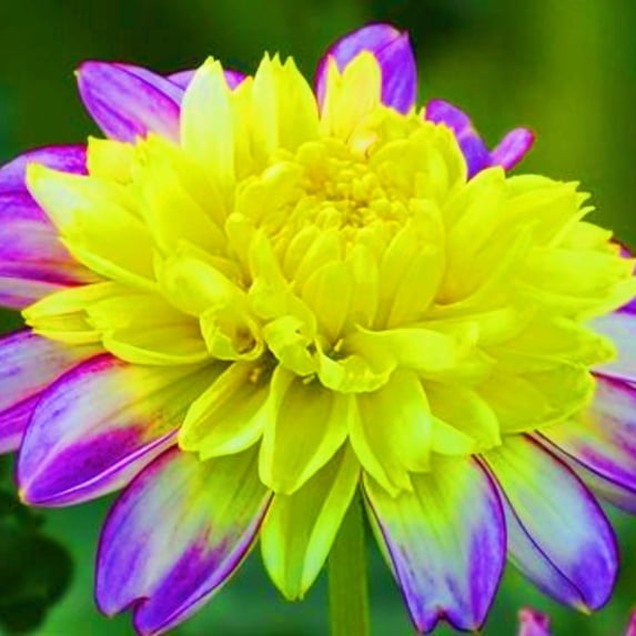 Dahlia, Low Maintenance - Easy Grow - Ideal for Beds Borders, Plant Pots & Planters