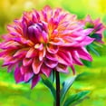 thumbnail image 1 of Dahlia, Low Maintenance - Easy Grow - Ideal for Beds Borders, Plant Pots & Planters, 1 of 2