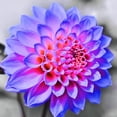 thumbnail image 1 of Dahlia, Low Maintenance - Easy Grow - Ideal for Beds Borders, Plant Pots & Planters, 1 of 2