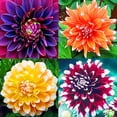 thumbnail image 1 of Dahlia, Low Maintenance - Easy Grow - Ideal for Beds Borders, Plant Pots & Planters, 1 of 2