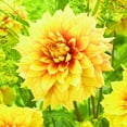 thumbnail image 1 of Dahlia, Low Maintenance - Easy Grow - Ideal for Beds Borders, Plant Pots & Planters, 1 of 2