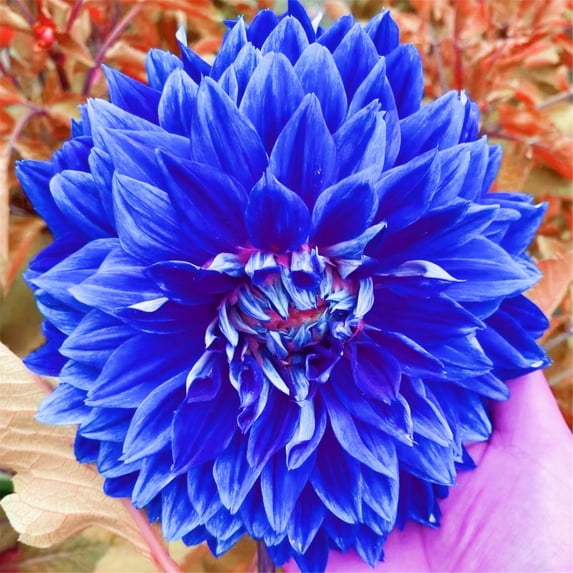 Dahlia, Low Maintenance - Easy Grow - Ideal for Beds Borders, Plant Pots & Planters