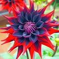thumbnail image 1 of Dahlia, Low Maintenance - Easy Grow - Ideal for Beds Borders, Plant Pots & Planters, 1 of 2