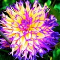 thumbnail image 1 of Dahlia, Low Maintenance - Easy Grow - Ideal for Beds Borders, Plant Pots & Planters, 1 of 2