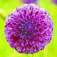 thumbnail image 1 of Dahlia, Low Maintenance - Easy Grow - Ideal for Beds Borders, Plant Pots & Planters, 1 of 2