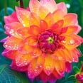 thumbnail image 1 of Dahlia, Low Maintenance - Easy Grow - Ideal for Beds Borders, Plant Pots & Planters, 1 of 2