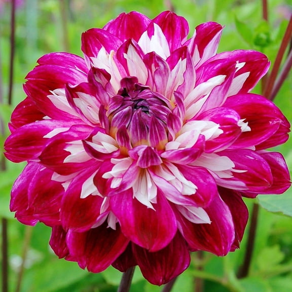 Easy to Grow Dahlia Optical Illusion 3 Tuber Clumps, Purple Fuchsia Blooms Summer Sun