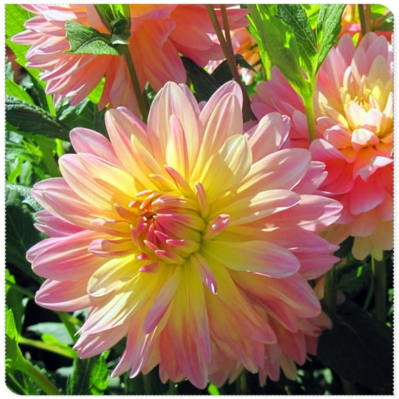 Dahlia Planting Bulbs,Perennial Herbs,Ornamental,Garden,Attractive,Experience,Home Decoration(Hard-Resistant,Seedless,Non-Artificial)