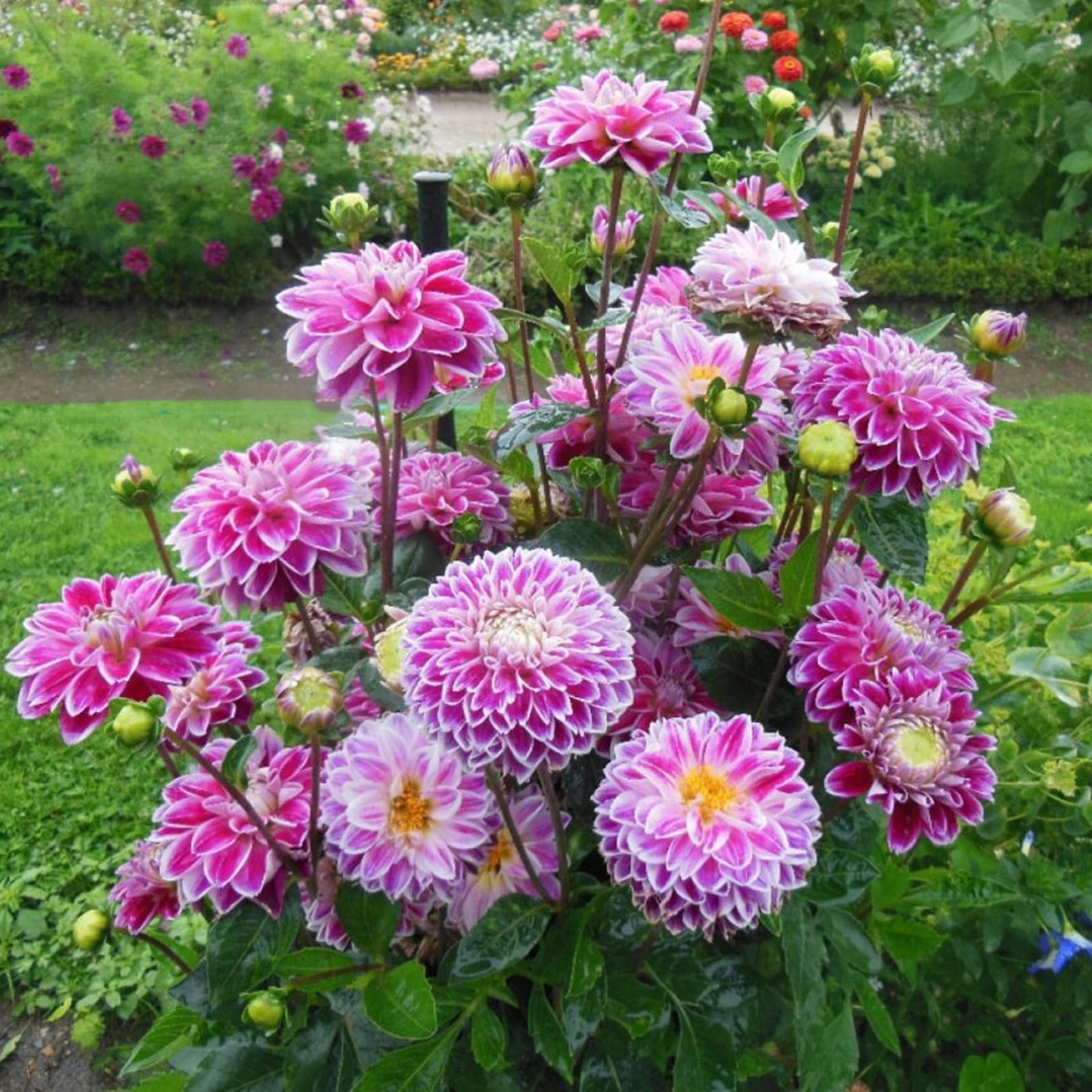 Dahlia Plants Bulbs / Dahlia Bulbs For Planting / Dahlia Bulbs for Sale