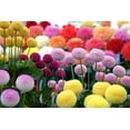 thumbnail image 1 of Dahlia Pom Pom Seeds for Planting - 100+ Seeds - Mixed Color Pom Pom Dahlia Seeds, 1 of 3