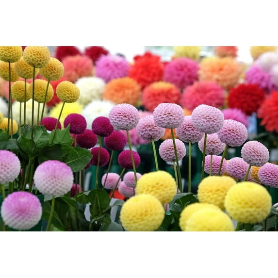 Dahlia Pom Pom Seeds for Planting - 100+ Seeds - Mixed Color Pom Pom Dahlia Seeds