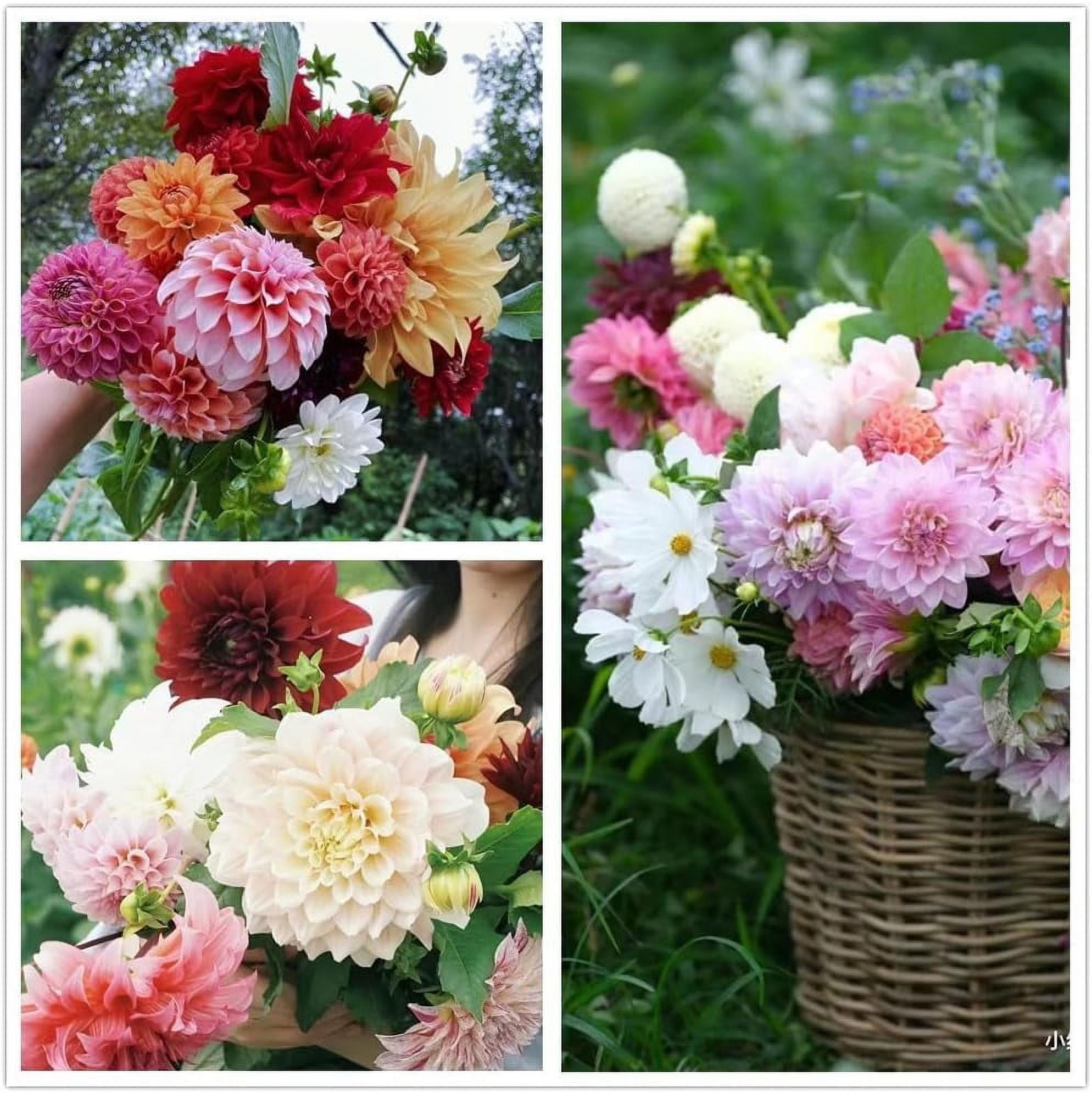 Dahlia Seeds, Dahlia Pompon Flower Seeds for Planting, Dahlia Seeds for