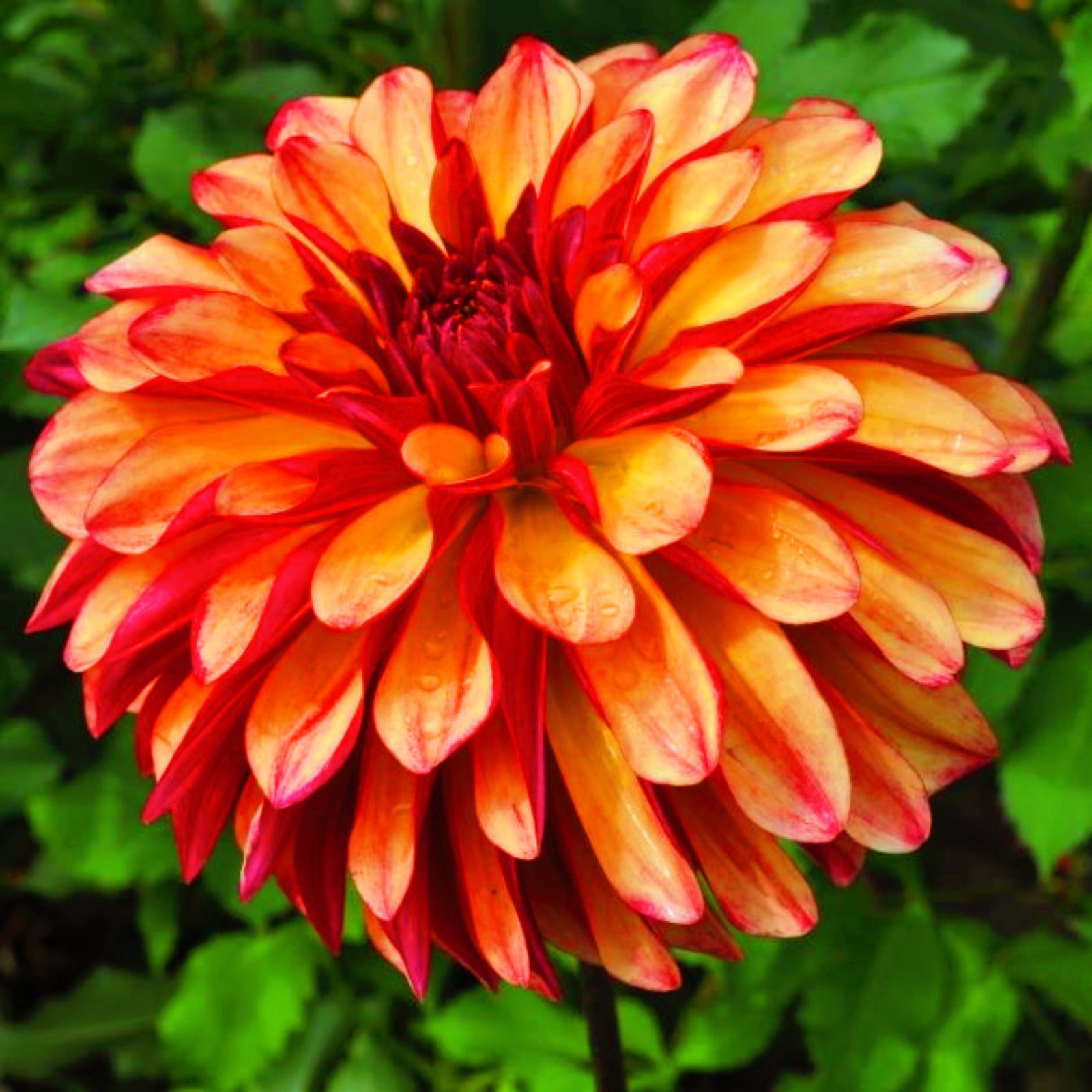 Dahlia Tuber Dahlia Plants Dahlia Bulbs Bulk Dahlia Bulbs For Sale Dahlia Bulbs For Planting