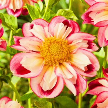 Dahlia Potted Plants, Shade-Tolerant Plant, Enhancing Home