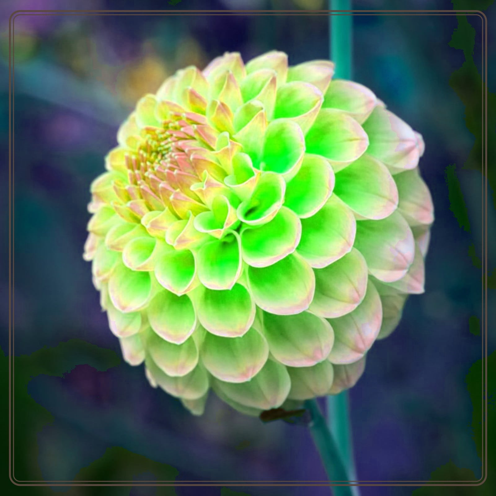 Dahlia bulbs for planting,dahlia tubers bulk,dahlia bulbs for sale