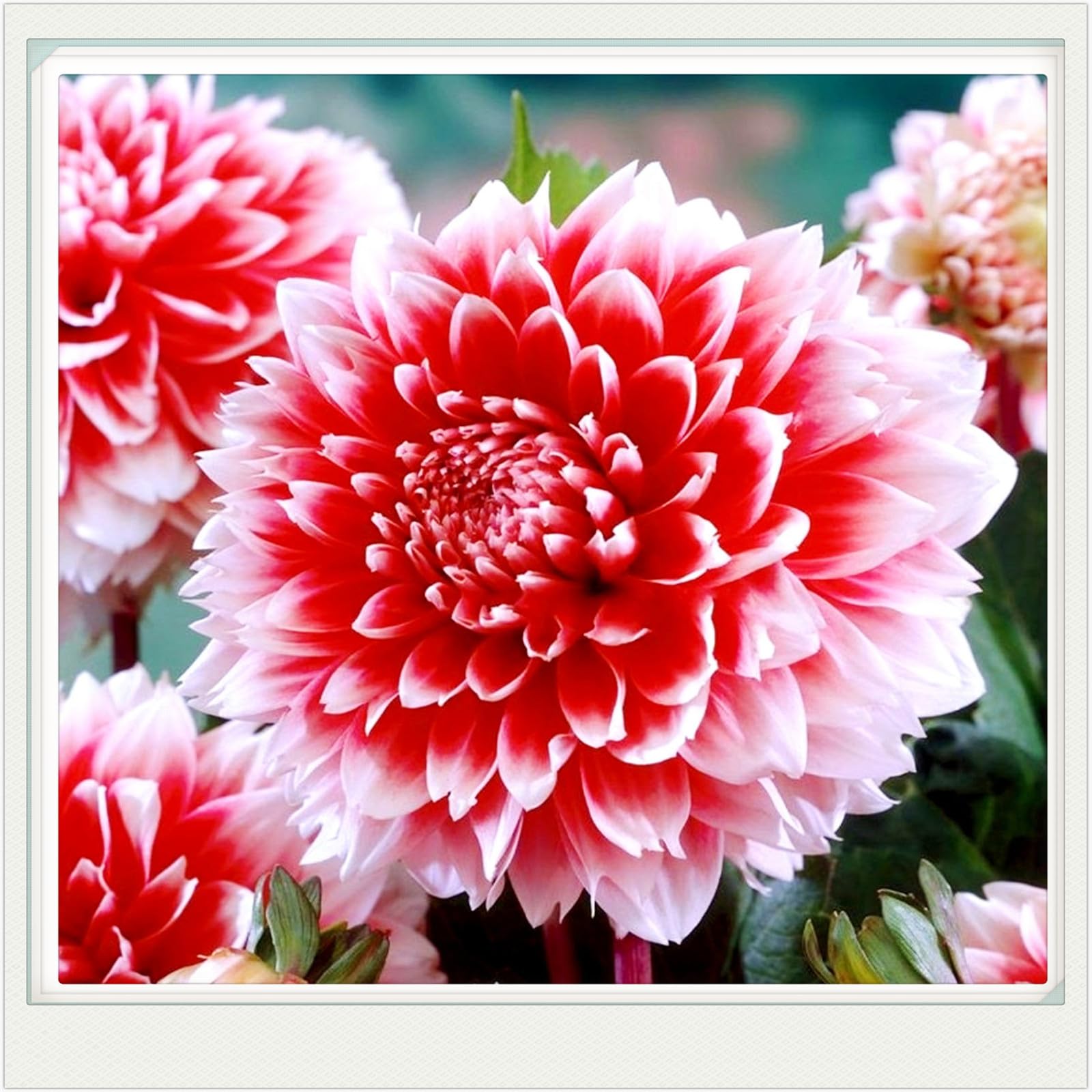 Dahlia bulbs for planting outdoors,dahlia tubers bulk,dahlia plants