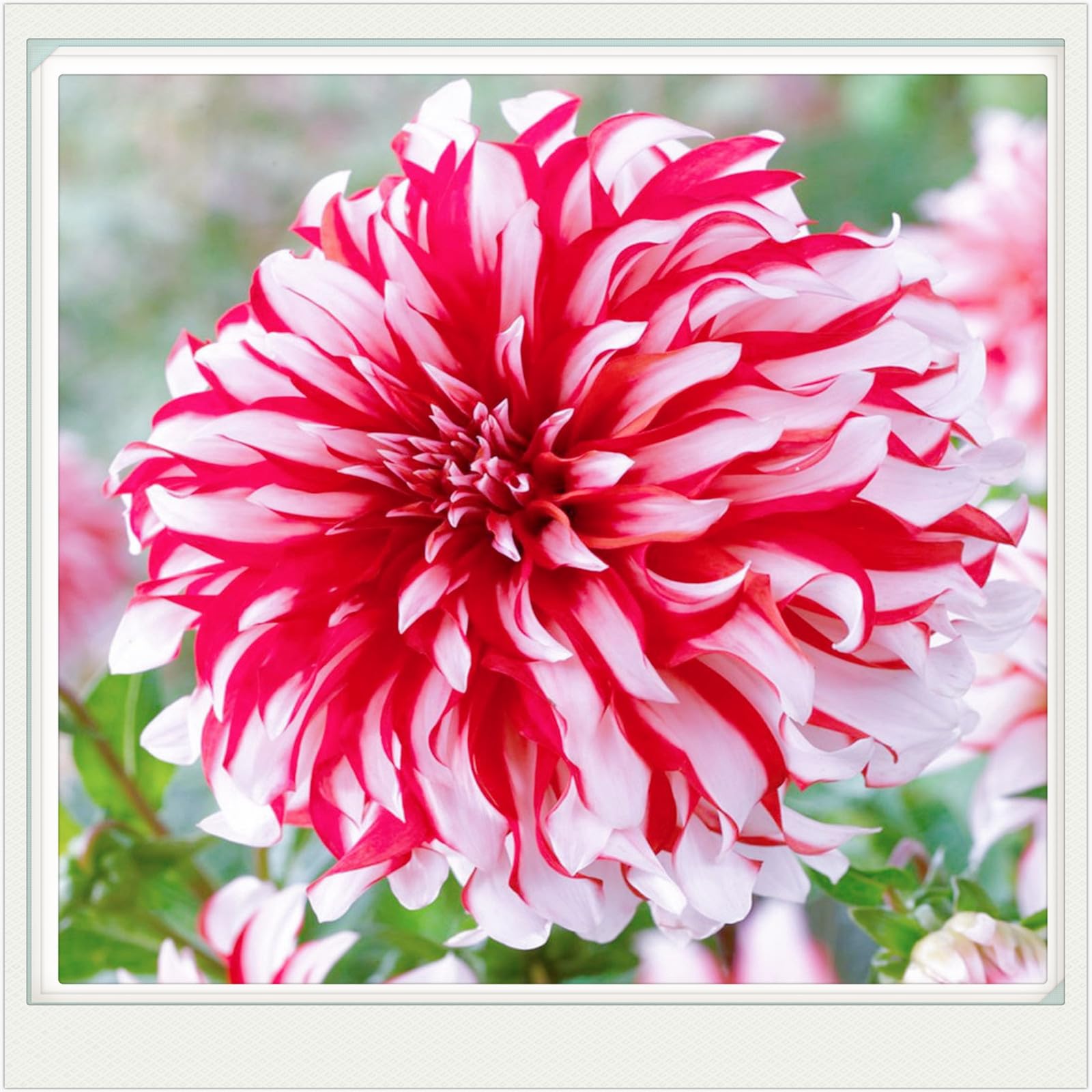 Dahlia bulbs for planting outdoors,dahlia tubers bulk,dahlia plants