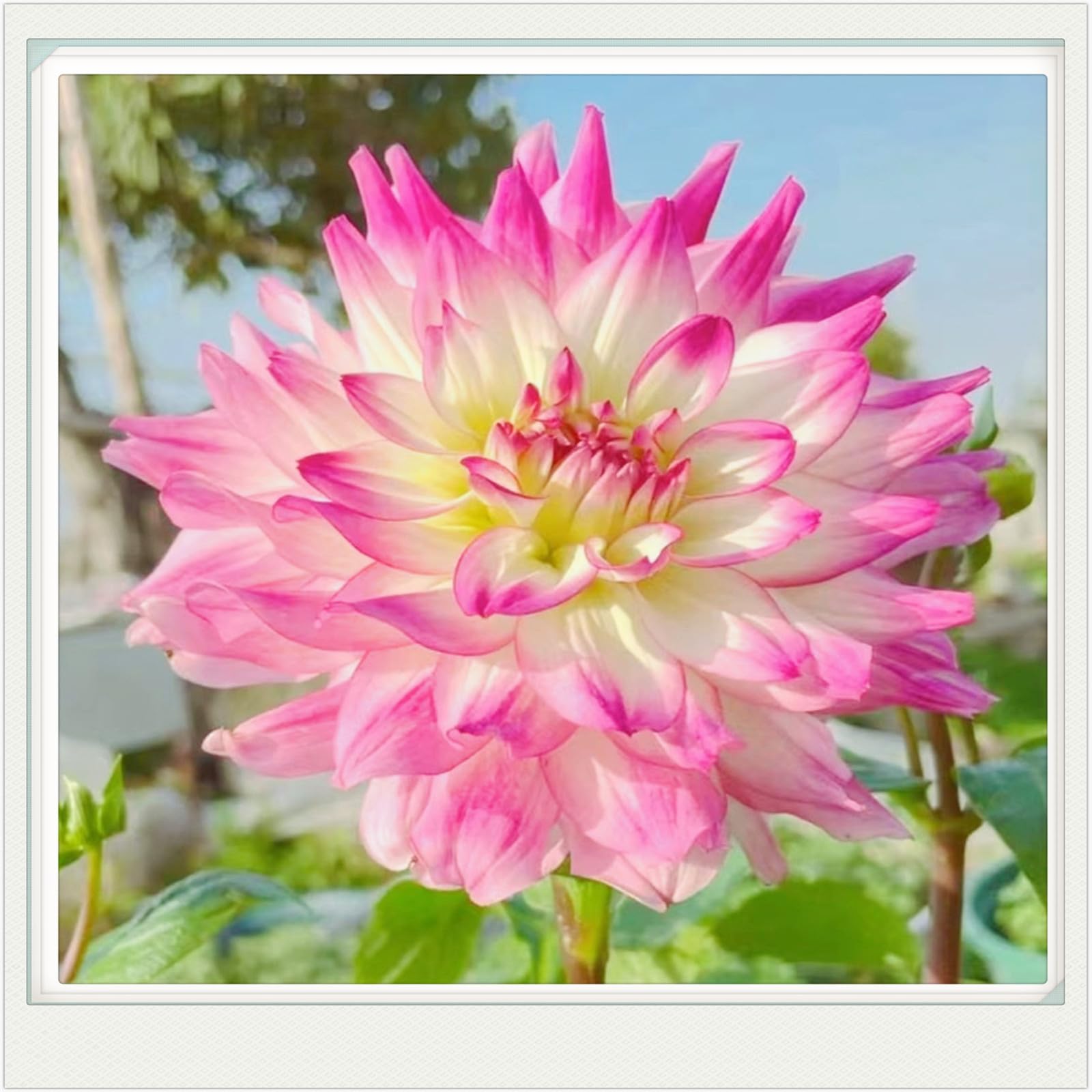 Dahlia bulbs for planting outdoors,dahlia tubers bulk,dahlia plants