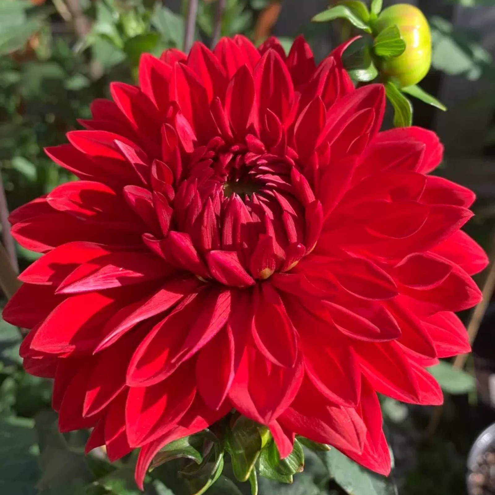 Dahlia bulbs for planting perennialDahlia bulbs bulkDahlia tubers