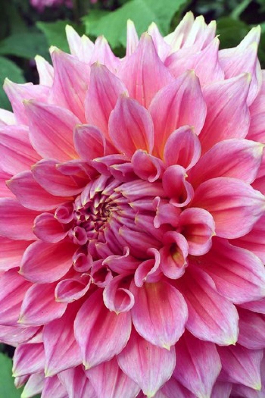Dahlia flower Butchart Gardens British Columbia Canvas Art - Mark Gibson DanitaDelimont (18 x 27)