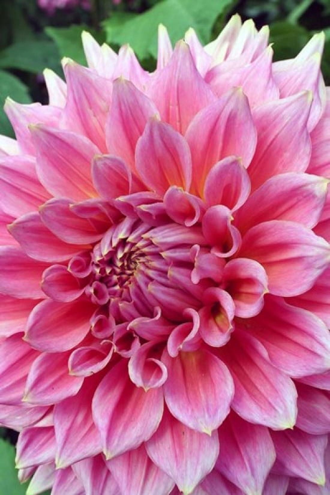 Dahlia flower Butchart Gardens British Columbia Canvas Art - Mark Gibson DanitaDelimont (24 x 36)