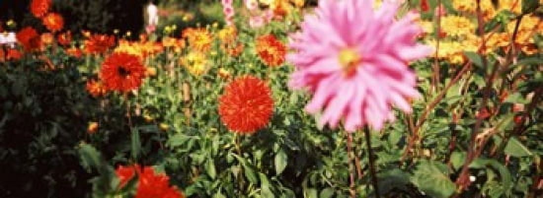 Dahlia flowers in a park Stuttgart Baden-Wurttemberg Germany Canvas Art - Panoramic Images (18 x 7)