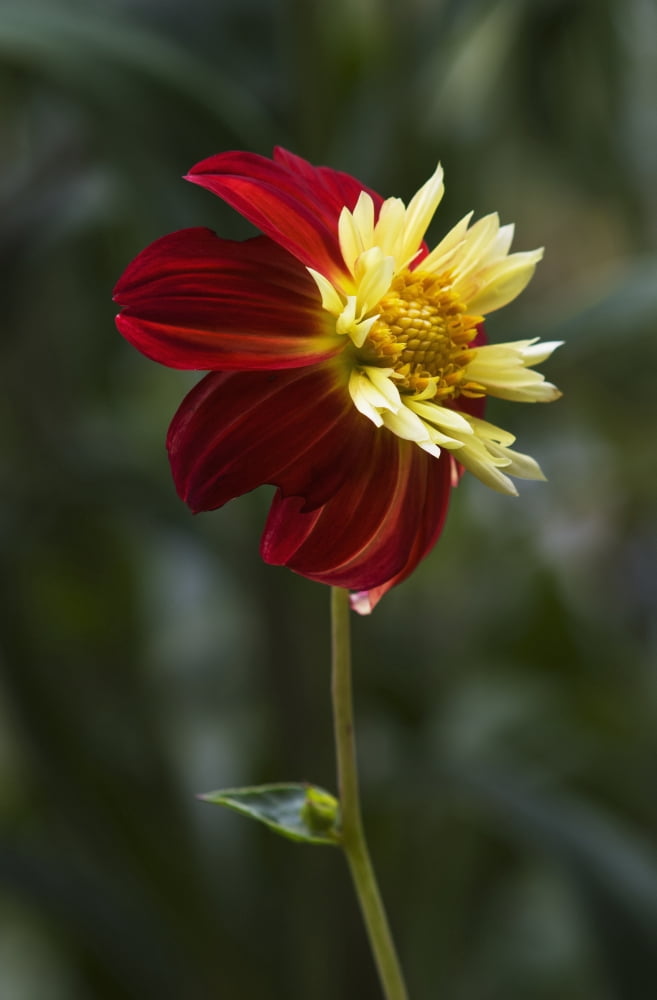 Dahlia in bloom Astoria Oregon United States of America Canvas Art - Robert L Potts Design Pics (24 x 38)