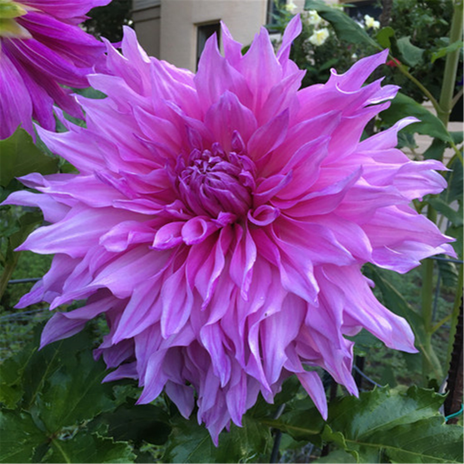 Dahlia plants for sale Dahlia tubers for planting Dahlia bulbs bulk