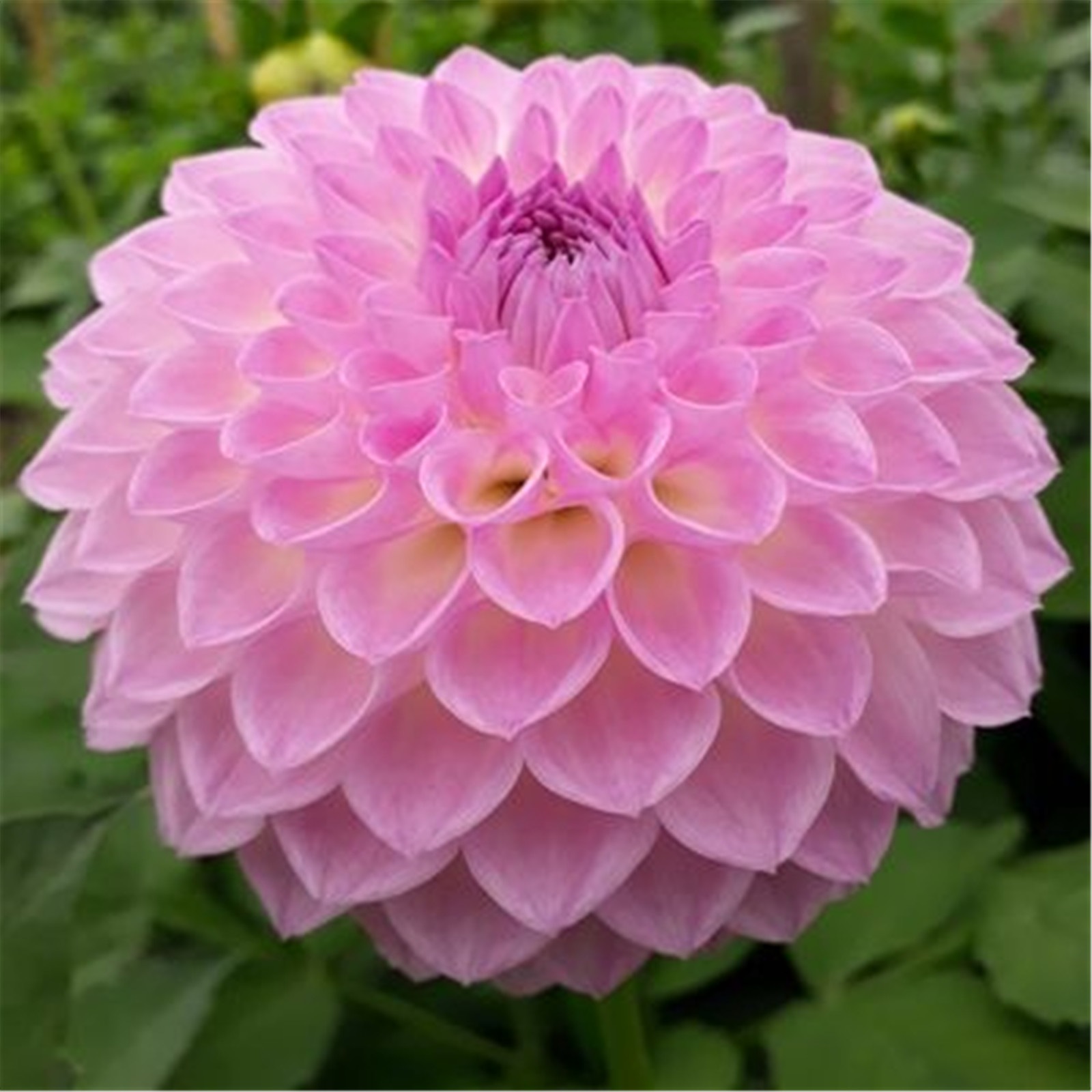 Dahlia plants for sale Dahlia tubers for planting Dahlia bulbs bulk