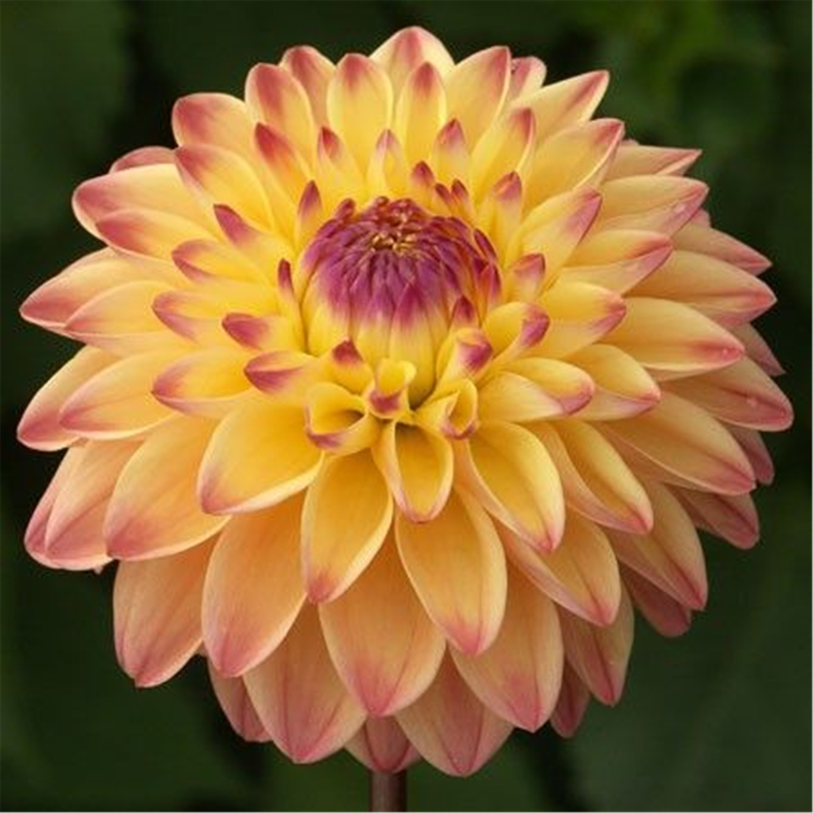 Dahlia plants for sale Dahlia tubers for planting Dahlia bulbs bulk Dahlia bulbs for