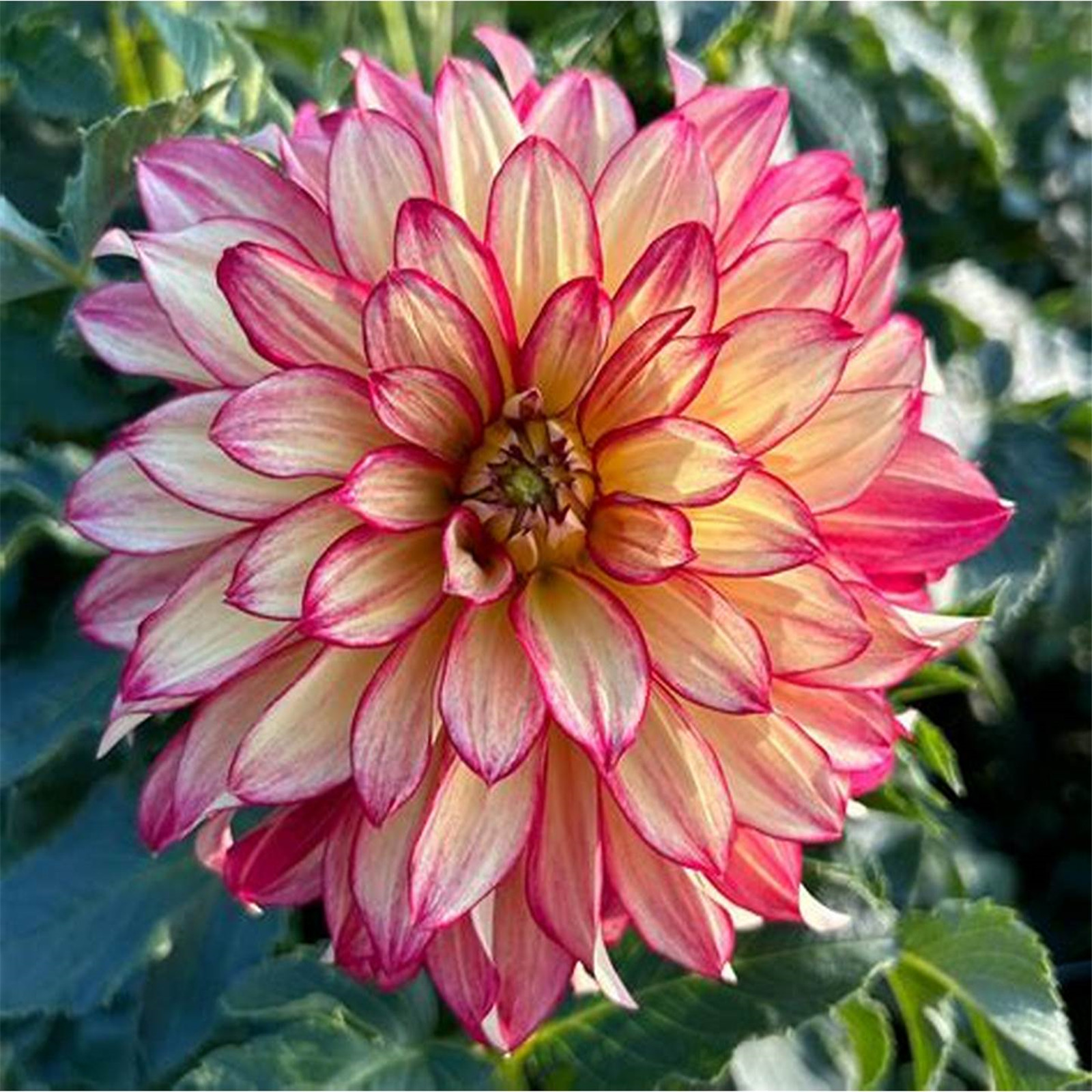 Dahlia plants for sale Dahlia tubers for planting Dahlia bulbs bulk