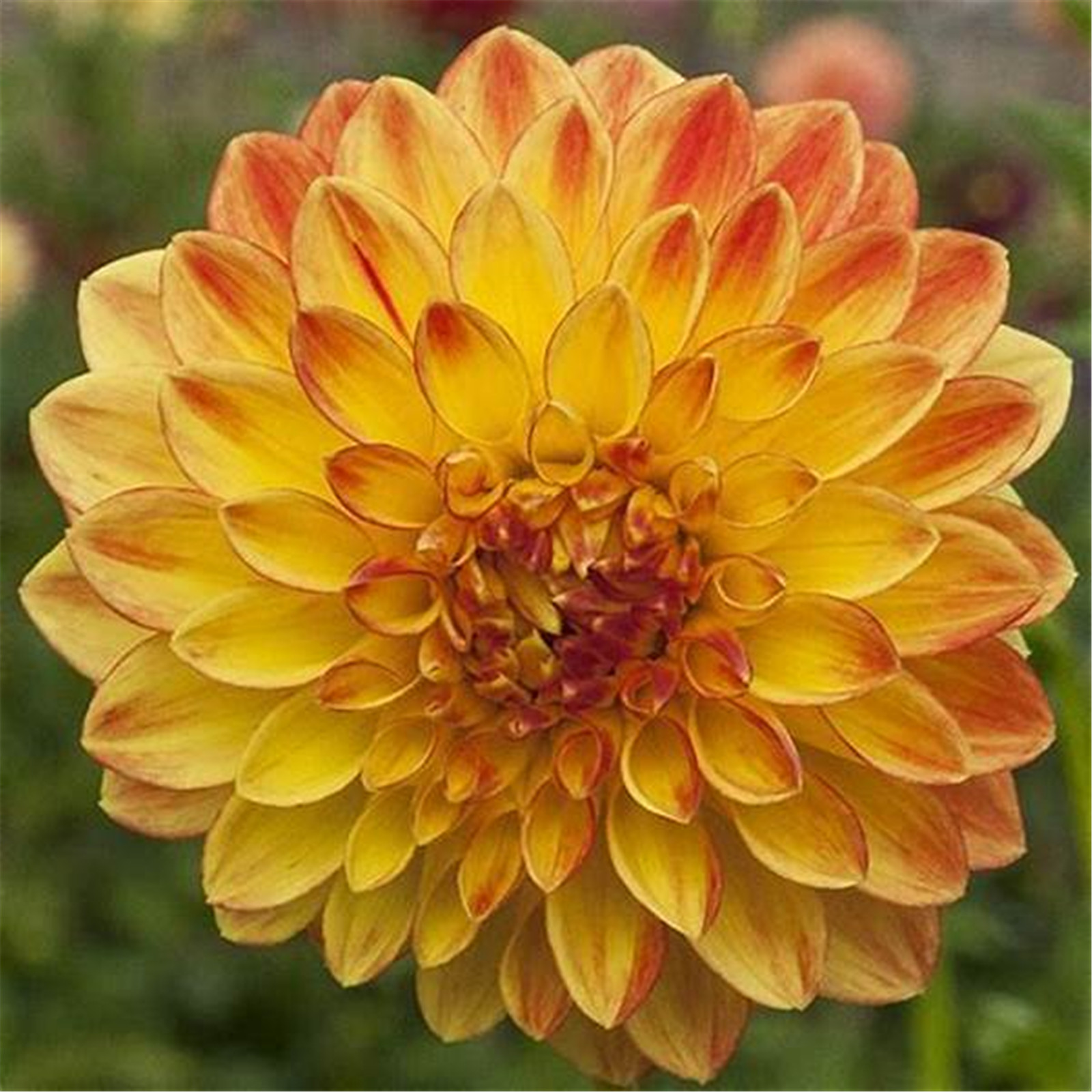 Dahlia plants ready to plant Dahlia tubers for planting Dahlia