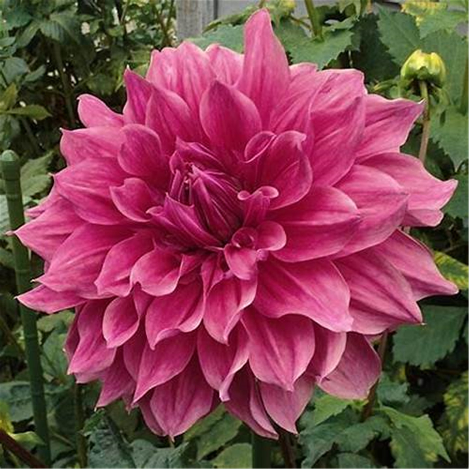 Dahlia plants ready to plant Dahlia tubers for planting Dahlia