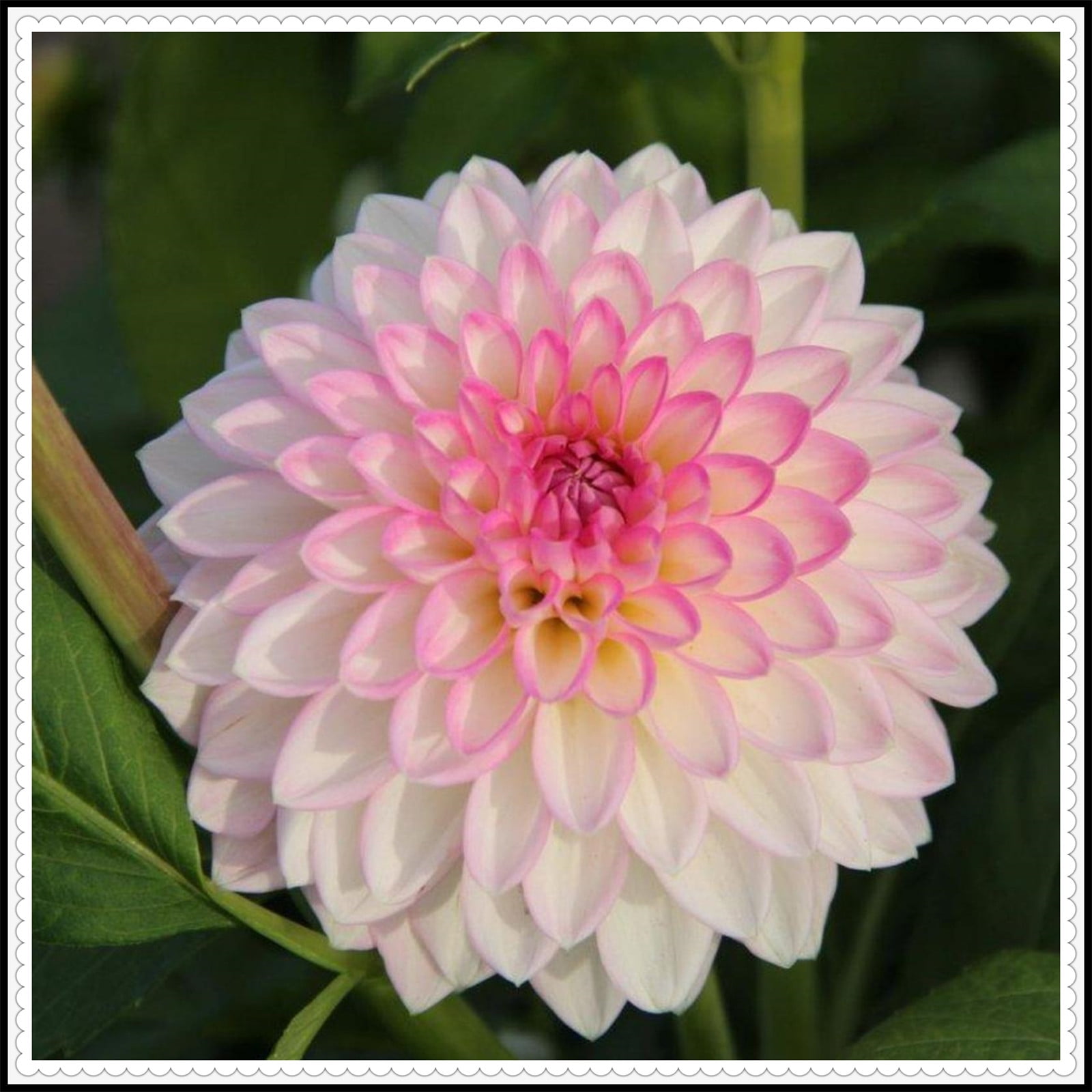 Dahlia tubers for planting outdoors Dahlia tubers for planting