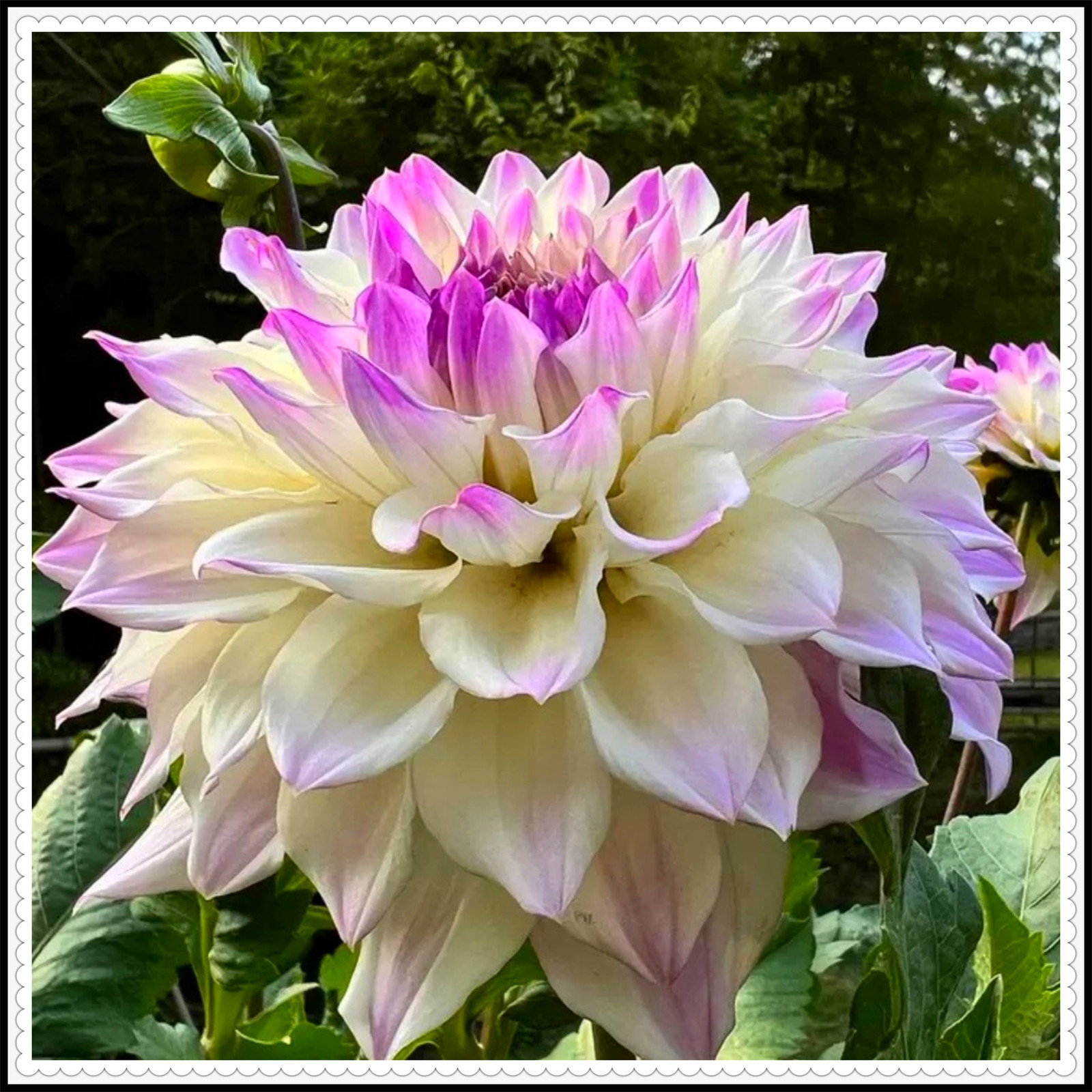 Dahlia tubers for planting outdoors Dahlia tubers for planting