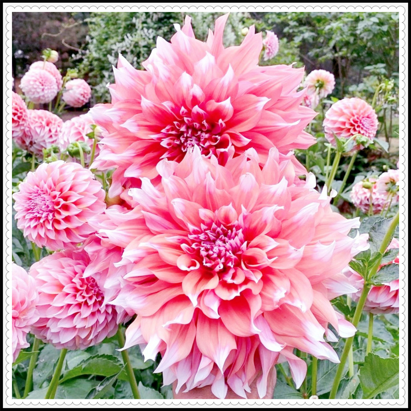 Dahlia tubers for planting outdoors Dahlia tubers for planting