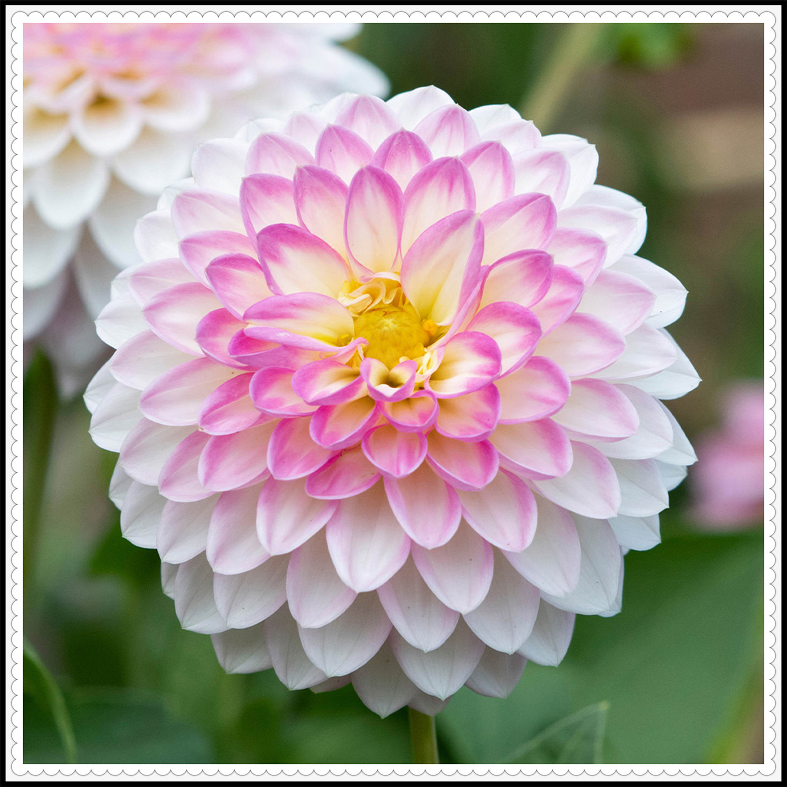 Dahlia tubers for planting outdoors Dahlia tubers for planting