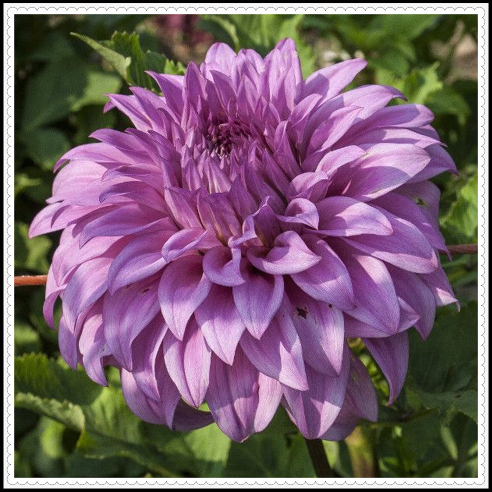 Dahlia tubers for planting outdoors Dahlia tubers for planting