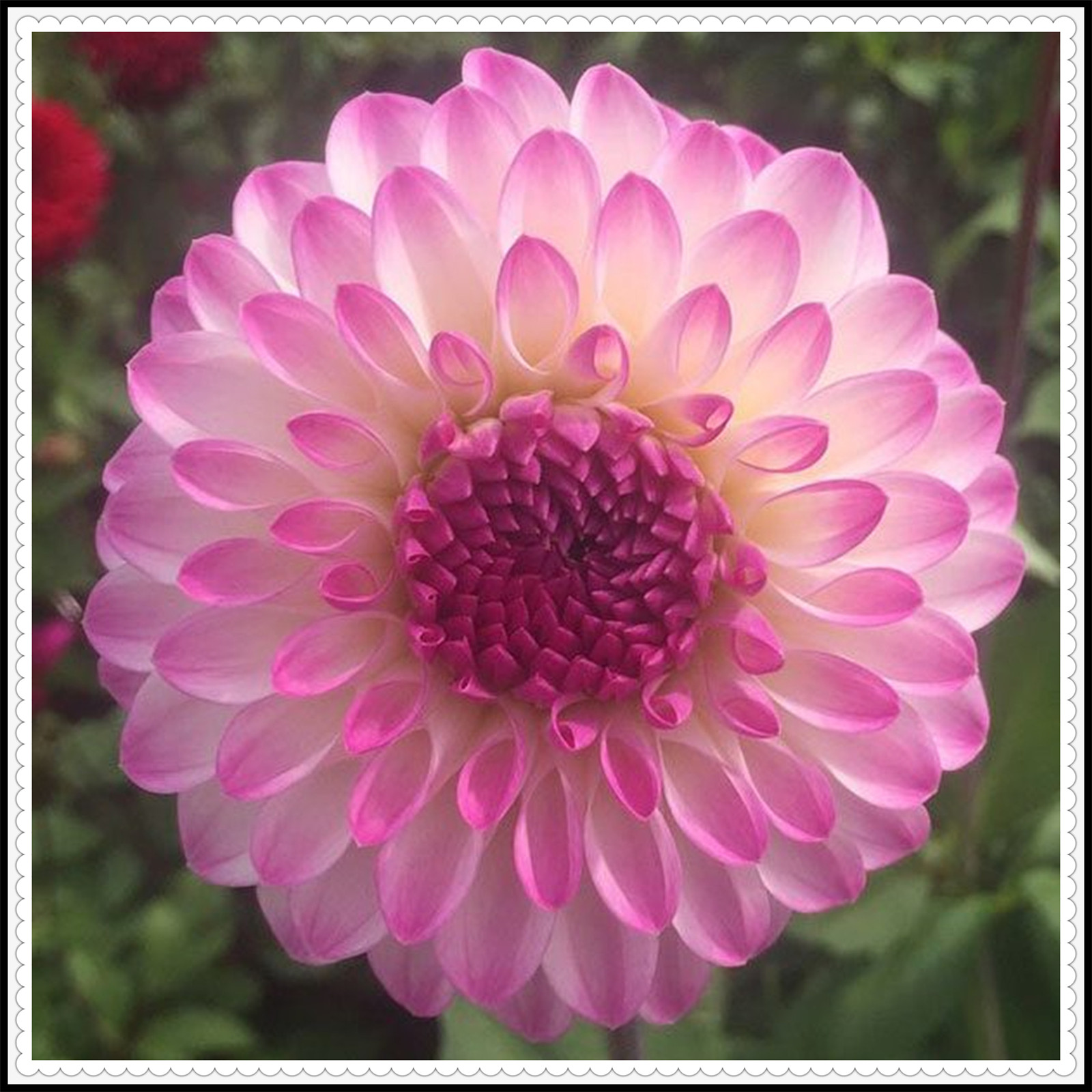 Dahlia tubers for planting outdoors Dahlia tubers for planting