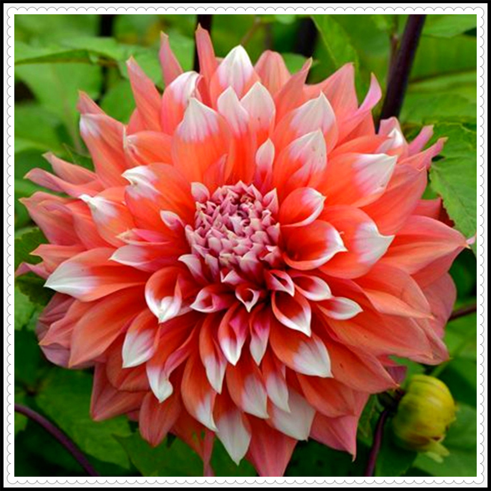 Dahlia tubers for spring planting Dahlia plants ready to plant