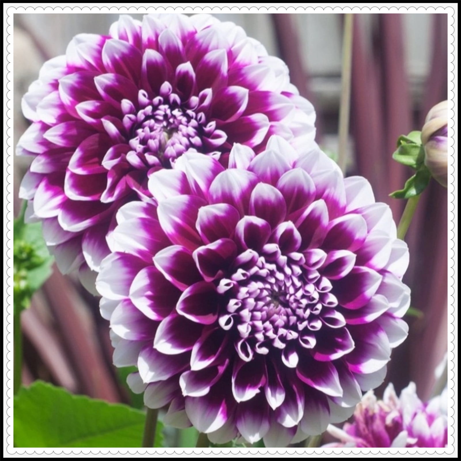 Dahlia tubers for spring planting Dahlia plants ready to plant