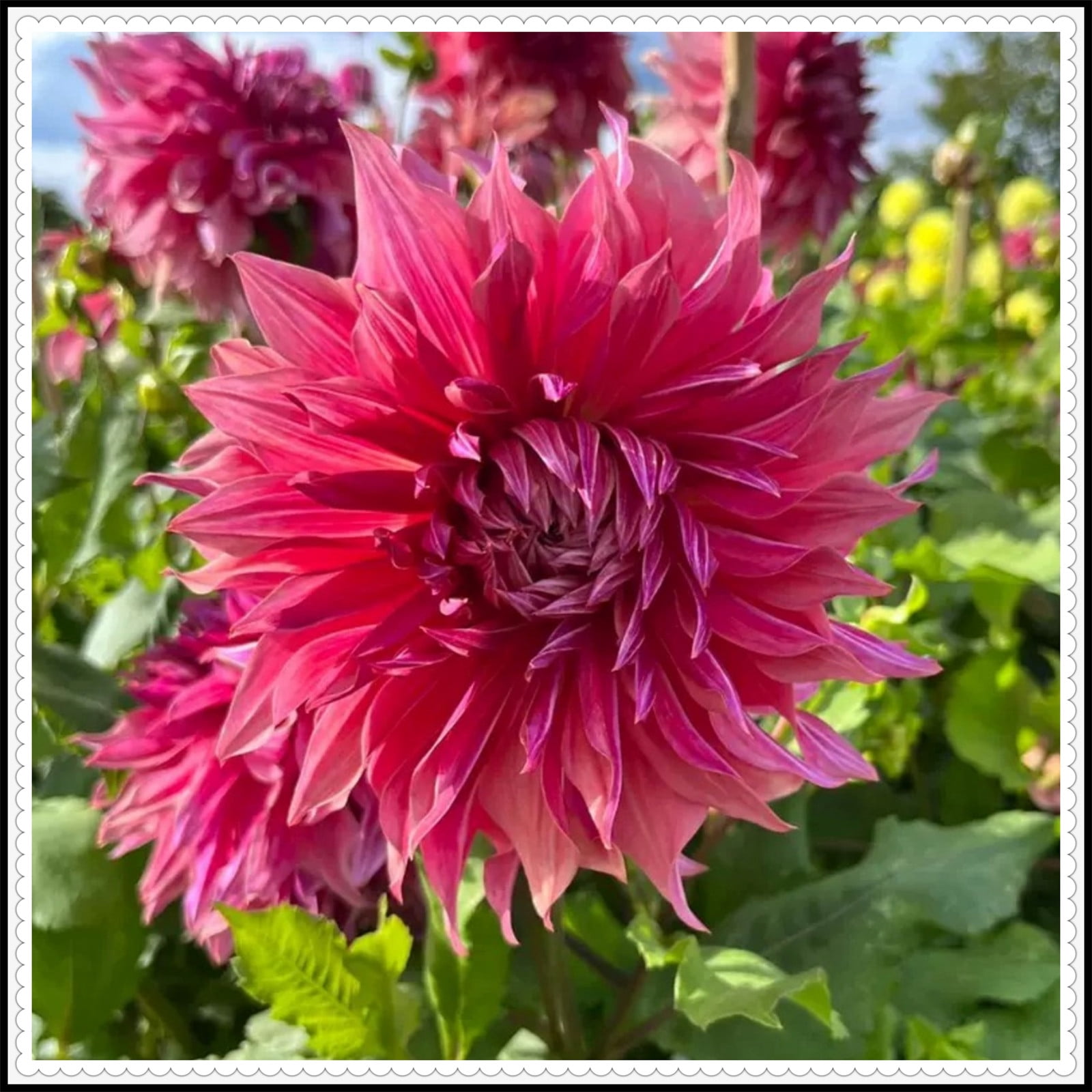 Dahlia tubers for spring planting Dahlia plants ready to plant