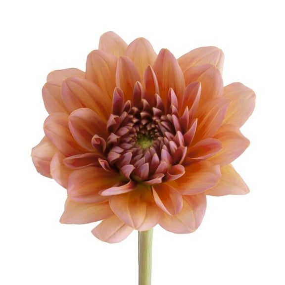 Dahlias 160 Stems of Peach Farm Direct Fresh Cut Flowers by Bloomingmore