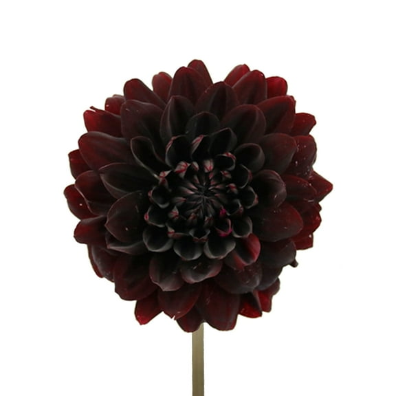 Dahlias 40 Stems of Chocolate Brown Farm Direct Fresh Cut Flowers by Bloomingmore