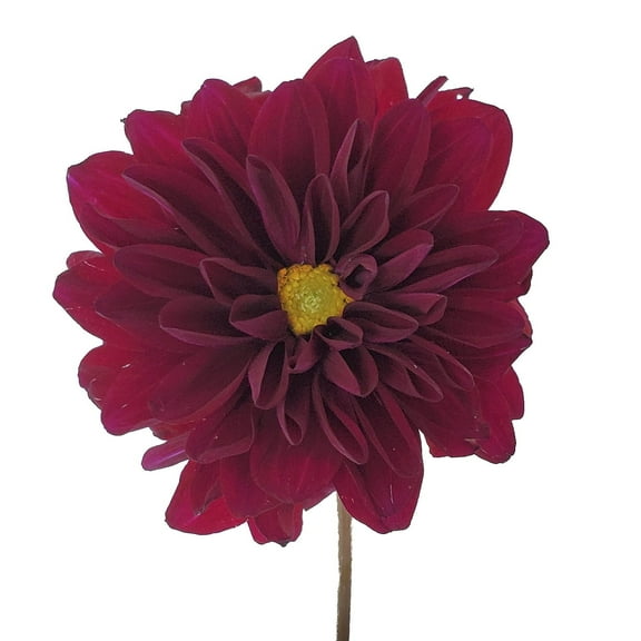 Dahlias 80 Stems of Red Farm Direct Fresh Cut Flowers by Bloomingmore