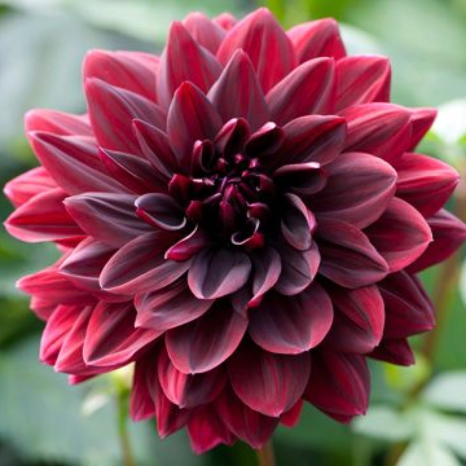 Dahlias Are Perennial Herbs Dahlia Bulbs Dahlias Attract Bees And